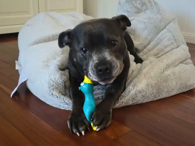 The World Is Screaming, And We&rsquo;re Arguing About The Wrong Damn Things