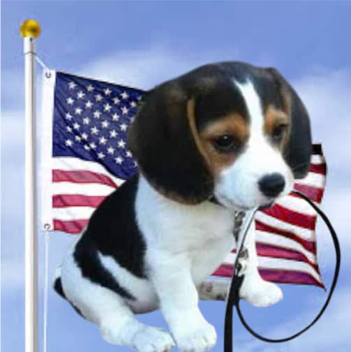 Why I&rsquo;ll Choose Freedom and Dogs Over Radical Islam Every Time &ndash; No Apologies